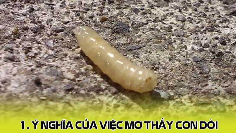 1. Ý nghĩa của việc mơ thấy con dòi