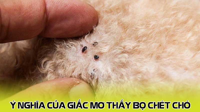 Ý nghĩa của giấc mơ thấy bọ chét chó